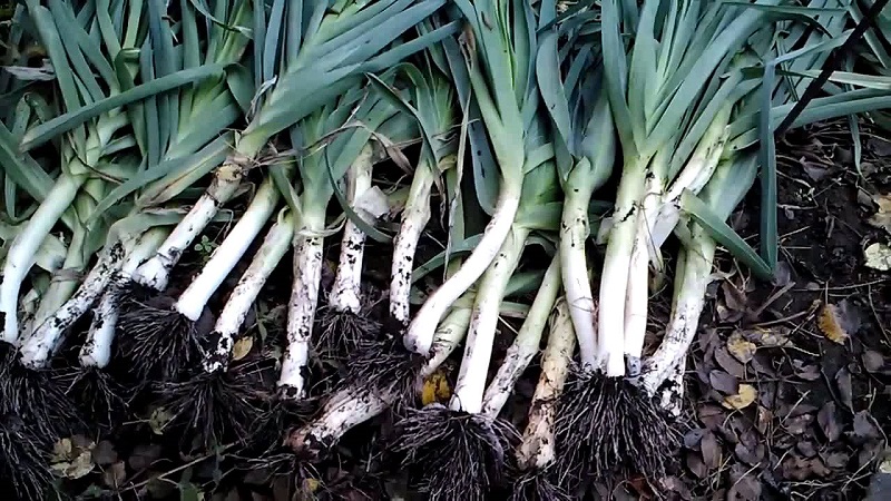 Instructions étape par étape: comment faire pousser des plants de poireaux