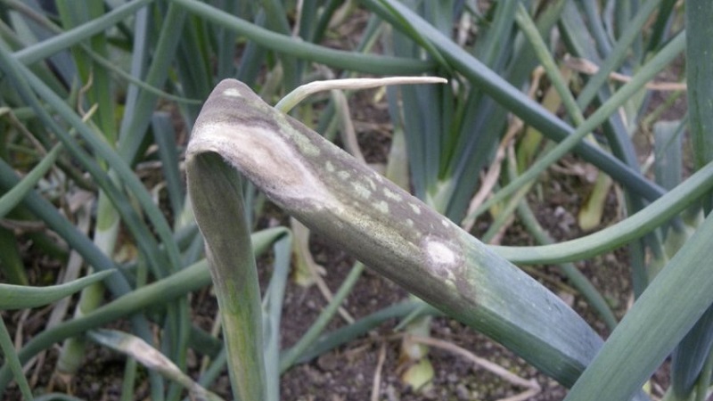 Instructions étape par étape: comment faire pousser des plants de poireaux