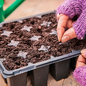 Instructions étape par étape: comment faire pousser des plants de poireaux
