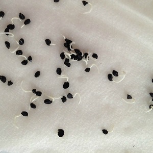 Instructions étape par étape: comment faire pousser des plants de poireaux