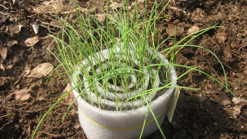 Instructions étape par étape: comment faire pousser des plants de poireaux