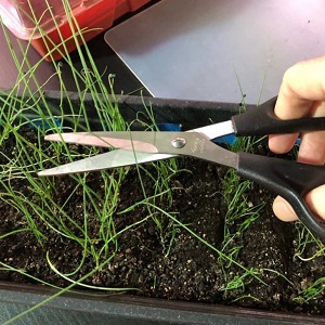 Instructions étape par étape: comment faire pousser des plants de poireaux