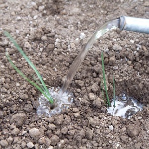 Instructions étape par étape: comment faire pousser des plants de poireaux