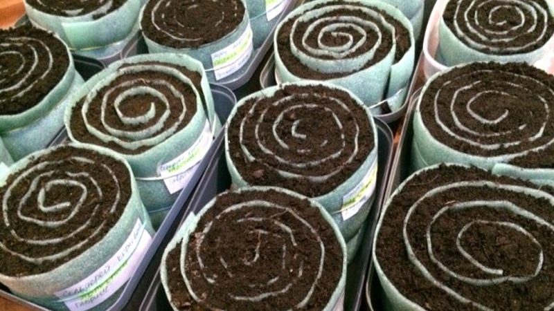 Instructions étape par étape pour planter des plants de céleri pédonculé