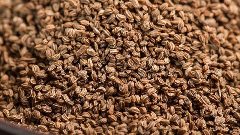 Instructions étape par étape pour planter des plants de céleri pédonculé