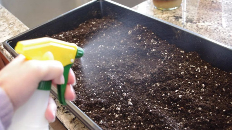 Instructions étape par étape pour planter des plants de céleri pédonculé