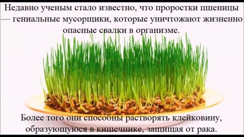 Un guide étape par étape sur la façon de faire germer du blé à la maison