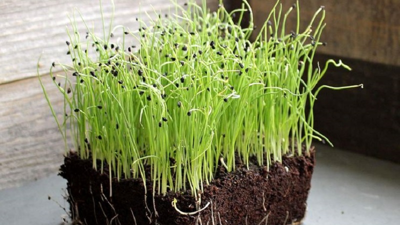 Guide étape par étape de la culture de poireaux à partir de graines pour les jardiniers débutants