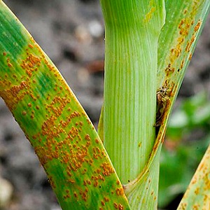 Guide étape par étape de la culture de poireaux à partir de graines pour les jardiniers débutants