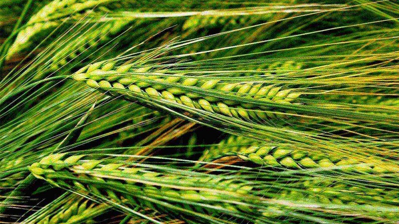 Règles pour la culture de l'orge d'hiver