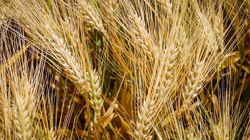 Règles pour la culture de l'orge d'hiver