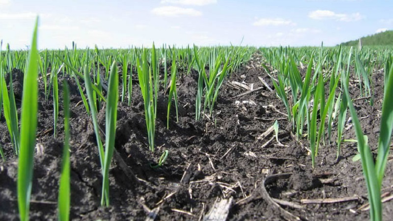 Règles pour la culture de l'orge d'hiver