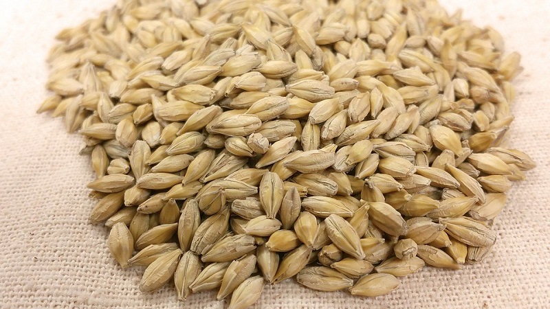 Règles pour la culture de l'orge d'hiver