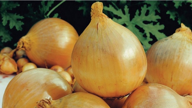 Variété hivernale d'oignons de Shakespeare à maturité précoce et résistante au gel