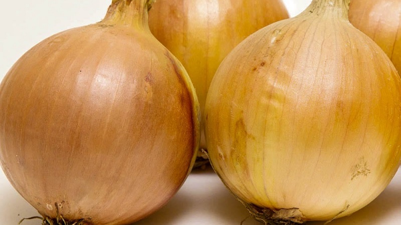Variété hivernale d'oignons de Shakespeare à maturité précoce et résistante au gel