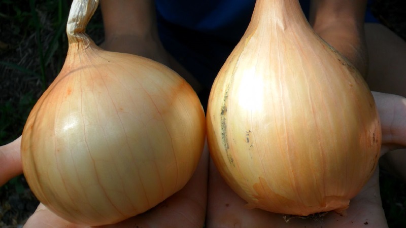 Variété hivernale d'oignons de Shakespeare à maturité précoce et résistante au gel