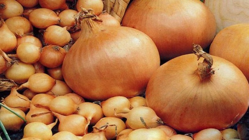 Une variété d'oignon mûr précoce pour une utilisation universelle Strigunovsky local