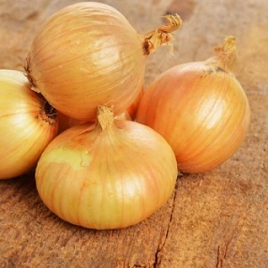 Une variété d'oignon mûr précoce pour une utilisation universelle Strigunovsky local