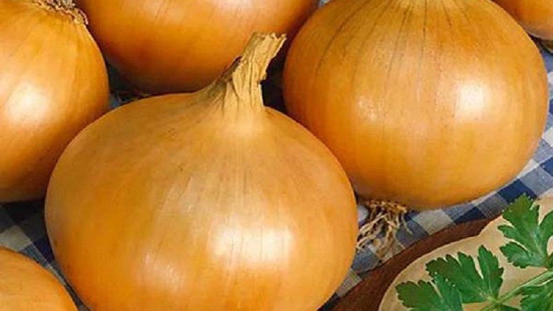 Une variété d'oignon mûr précoce pour une utilisation universelle Strigunovsky local