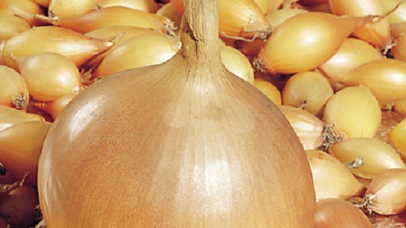 Une variété d'oignon mûr précoce pour une utilisation universelle Strigunovsky local