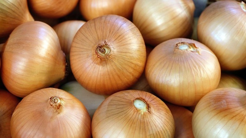 Une variété d'oignon mûr précoce pour une utilisation universelle Strigunovsky local