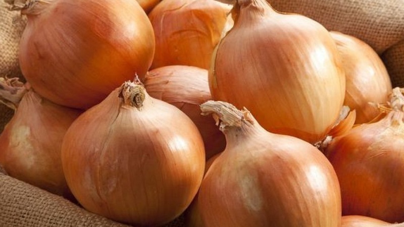 Une variété d'oignon mûr précoce pour une utilisation universelle Strigunovsky local