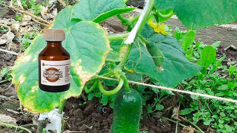 Remèdes populaires pour une meilleure récolte de concombres: recettes de top dressing pour terrain découvert