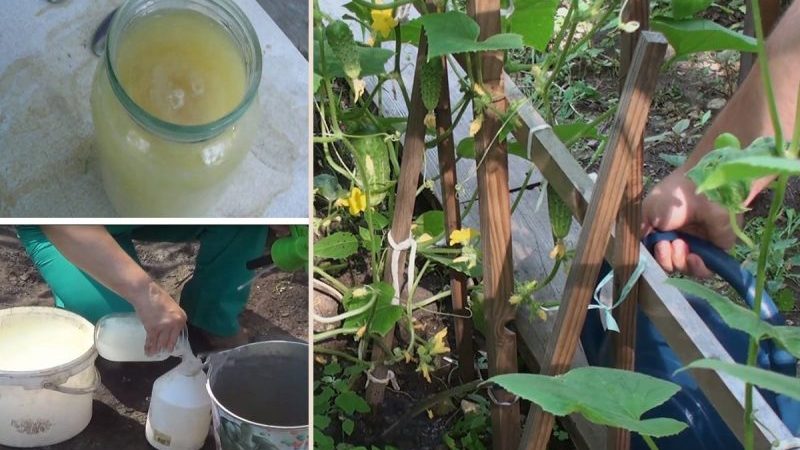 Remèdes populaires pour une meilleure récolte de concombres: recettes de top dressing pour terrain découvert