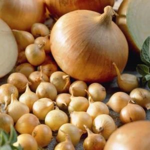 Variété d'oignon à haut rendement et tolérante au froid Stuttgarter Riesen