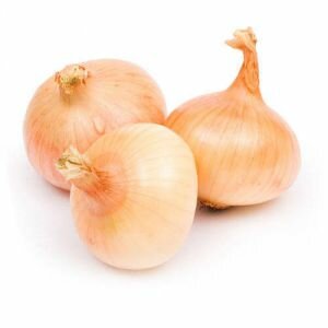 Variété d'oignon à haut rendement et tolérante au froid Stuttgarter Riesen