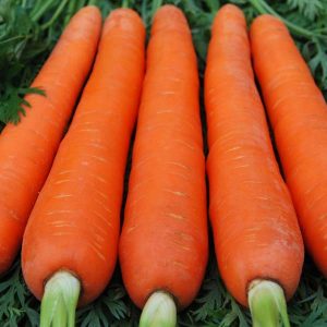 Grande variété de carottes Géant rouge
