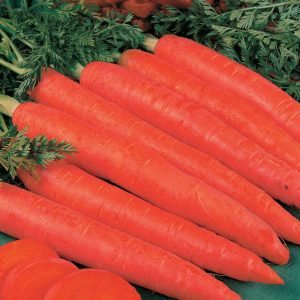 Grande variété de carottes Géant rouge
