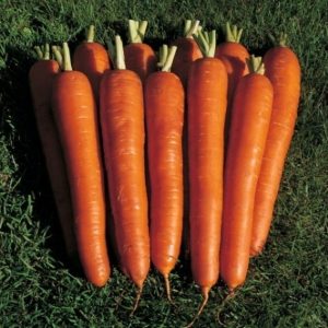 Grande variété de carottes Géant rouge