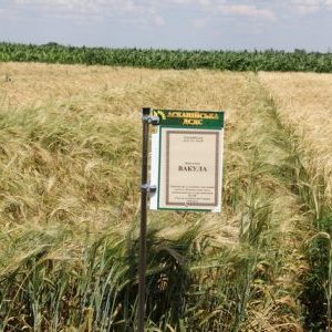 Caractéristiques et description de la variété d'orge Vakula