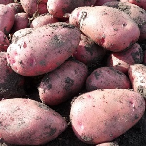 Pomme de terre Aladdin moyennement tardive adaptée à divers climats