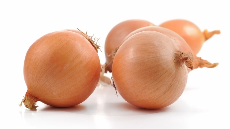 Hybride mi-précoce d'oignon Helenas à haut rendement