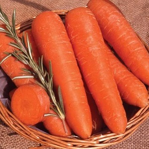 Variété de carotte mi-précoce à forte teneur en carotène: Bonbon pour enfants