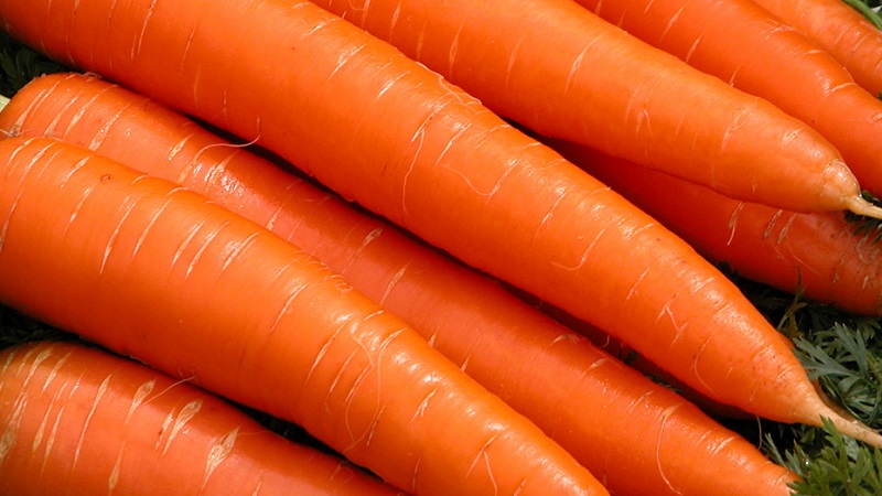 Variété de carotte mi-précoce à forte teneur en carotène: Bonbon pour enfants