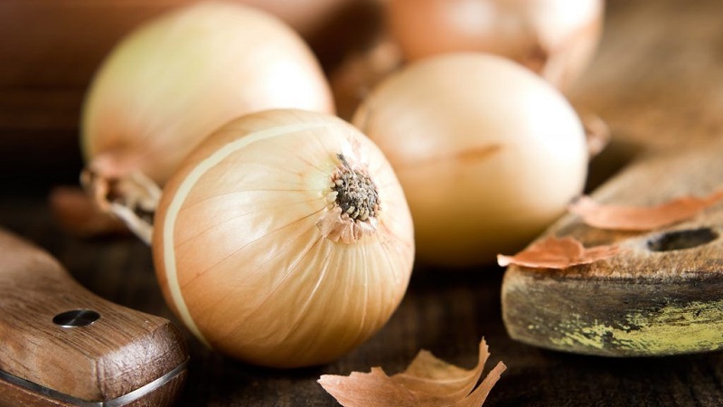 Variété d'oignon de mi-saison avec une bonne tolérance au gel Calcédoine