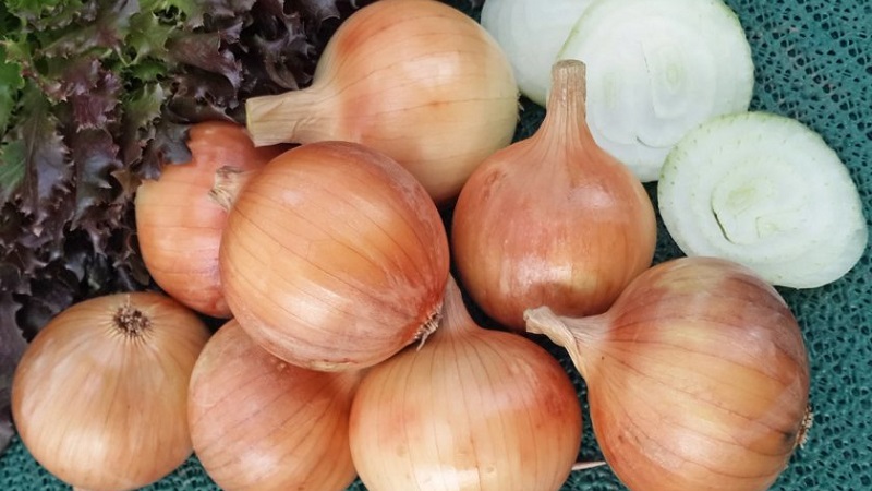 Variété d'oignon de mi-saison avec une bonne tolérance au gel Calcédoine