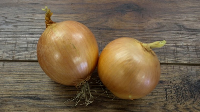 Variété d'oignon de mi-saison avec une bonne tolérance au gel Calcédoine