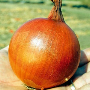 Variété d'oignon de mi-saison avec une bonne tolérance au gel Calcédoine