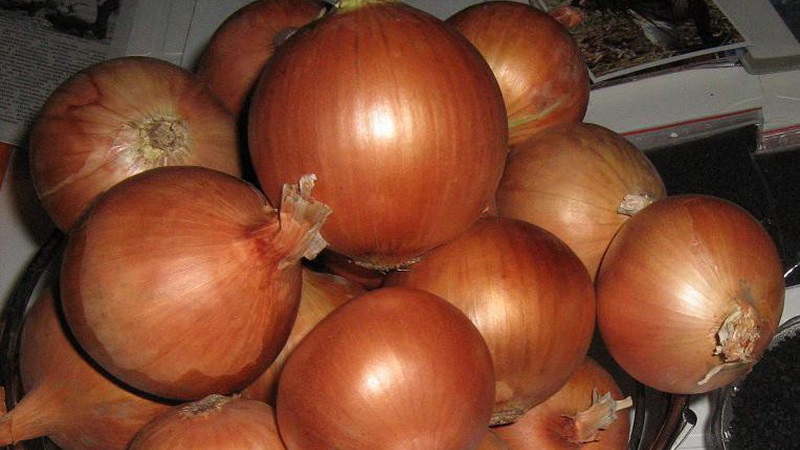 Variété d'oignon de mi-saison avec une bonne tolérance au gel Calcédoine