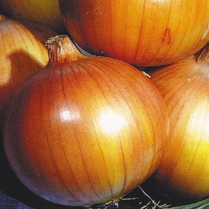 Variété d'oignon de mi-saison avec une bonne tolérance au gel Calcédoine