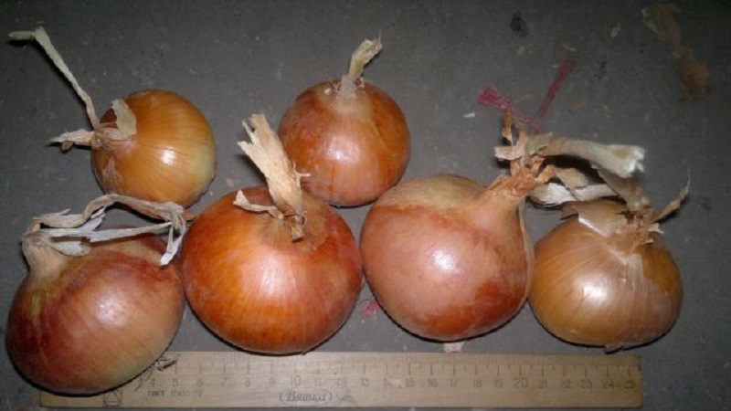 Variété d'oignon de mi-saison avec une bonne tolérance au gel Calcédoine