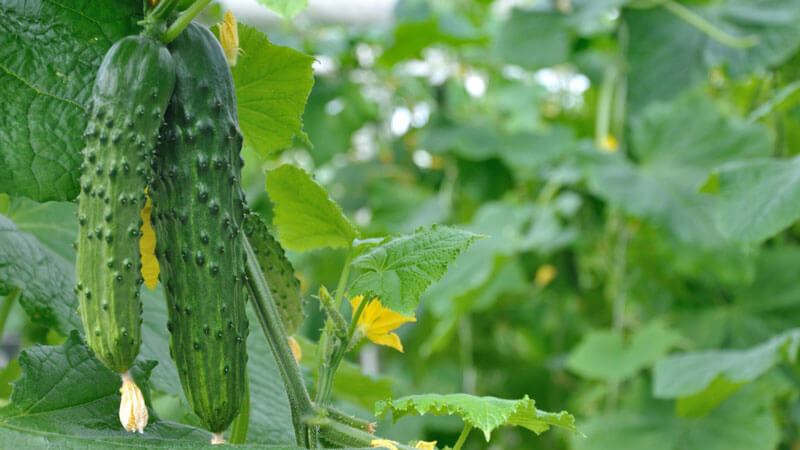 Top 10 des meilleures variétés de concombre autogames pour le balcon