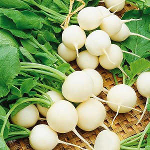 Quelle est la particularité du radis blanc: description et caractéristiques des variétés