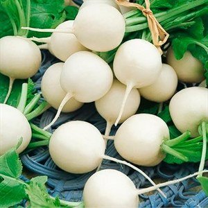 Quelle est la particularité du radis blanc: description et caractéristiques des variétés