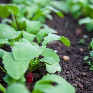 Quelle est la particularité du radis blanc: description et caractéristiques des variétés
