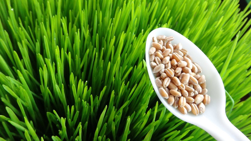 Quelle est la différence entre l'orge, le blé et les autres céréales